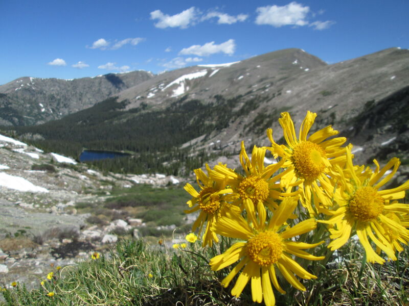 The image captures a vibrant cluster of yellow wildflowers in the foreground, set against a stunning mountain landscape. Patches of snow linger on the slopes, contrasting with the rugged terrain. A small lake nestles amidst the trees in the valley below. The sky is a brilliant blue, dotted with fluffy white clouds, creating a picturesque scene of natural beauty.